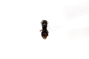  (Pilophorus typicus - SNU107)  @13 [ ] CreativeCommons - Attribution Share-Alike (2015) Unspecified Seoul National Uiversity