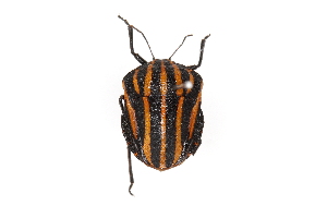  (Graphosoma rubrolineatum - SNU126)  @14 [ ] CreativeCommons - Attribution Share-Alike (2015) Unspecified Seoul National Uiversity