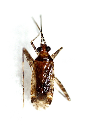  (Phytocoris scotinus - SNU390)  @12 [ ] CreativeCommons - Attribution Share-Alike (2015) Unspecified Seoul National Uiversity