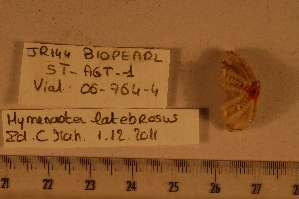  (Hymenaster latebrosus - 06_764_4)  @11 [ ] CreativeCommons - Attribution Non-Commercial Share-Alike (2012) MNHN Museum national d'Histoire naturelle, Paris