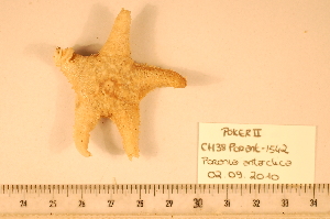  ( - MPE-1542)  @13 [ ] CreativeCommons - Attribution Non-Commercial Share-Alike (2012) MNHN Museum national d'Histoire naturelle, Paris