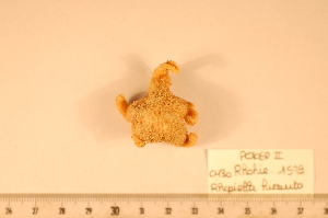  (Rhopiella hirsuta - MPE-1579)  @13 [ ] CreativeCommons - Attribution Non-Commercial Share-Alike (2012) MNHN Museum national d'Histoire naturelle, Paris