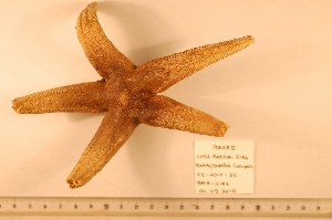  (Bathybiaster - MPE-2186)  @14 [ ] CreativeCommons - Attribution Non-Commercial Share-Alike (2012) MNHN Museum national d'Histoire naturelle, Paris