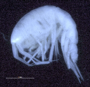  (Oedicerotidae_AJ sp. 25 - SB_1-8S_Oedi25_2015_1)  @11 [ ] CreativeCommons  Attribution Non-Commercial Share-Alike (2021) Anna Jazdzewska University of Lodz, Dept of Invertebrate Zoology and Hydrobiology