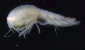  ( - SB_1-8S_Oedi25_2015_4)  @11 [ ] CreativeCommons  Attribution Non-Commercial Share-Alike (2021) Anna Jazdzewska University of Lodz, Dept of Invertebrate Zoology and Hydrobiology