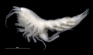  (Oedicerotidae_AJ sp. 24 - SB_1-9S_Oedi24_2015_1)  @11 [ ] CreativeCommons  Attribution Non-Commercial Share-Alike (2021) Anna Jazdzewska University of Lodz, Dept of Invertebrate Zoology and Hydrobiology