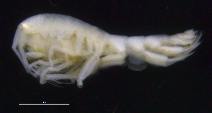  ( - SB_1-9S_Oedi25_2015_3)  @11 [ ] CreativeCommons  Attribution Non-Commercial Share-Alike (2021) Anna Jazdzewska University of Lodz, Dept of Invertebrate Zoology and Hydrobiology