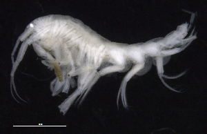  (Oedicerotidae_AJ sp. 26 - SB_1-9S_Oedi26_2015_1)  @11 [ ] CreativeCommons  Attribution Non-Commercial Share-Alike (2021) Anna Jazdzewska University of Lodz, Dept of Invertebrate Zoology and Hydrobiology