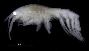  ( - SB_2-8E_Oedi23_2015_2)  @11 [ ] CreativeCommons  Attribution Non-Commercial Share-Alike (2021) Anna Jazdzewska University of Lodz, Dept of Invertebrate Zoology and Hydrobiology