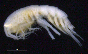  ( - SB_2-8S_Oedi25_2015_4)  @11 [ ] CreativeCommons  Attribution Non-Commercial Share-Alike (2021) Anna Jazdzewska University of Lodz, Dept of Invertebrate Zoology and Hydrobiology