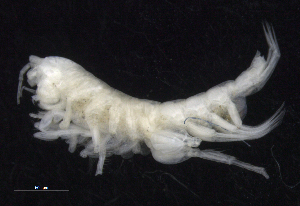  (Oedicerotidae_AJ sp. 22 - SB_7-3E_Oedi22_2015_4)  @11 [ ] CreativeCommons  Attribution Non-Commercial Share-Alike (2021) Anna Jazdzewska University of Lodz, Dept of Invertebrate Zoology and Hydrobiology