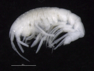  (Oedicerotidae_AJ sp. 21 - SB_7-3S_Oedi21_2015_1)  @11 [ ] CreativeCommons  Attribution Non-Commercial Share-Alike (2021) Anna Jazdzewska University of Lodz, Dept of Invertebrate Zoology and Hydrobiology