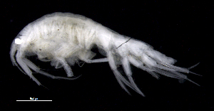  (Oedicerotidae_AJ sp. 23 - SB_7-3S_Oedi23_2015_2)  @11 [ ] CreativeCommons  Attribution Non-Commercial Share-Alike (2021) Anna Jazdzewska University of Lodz, Dept of Invertebrate Zoology and Hydrobiology