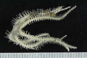  ( - ZMBN_138670)  @11 [ ] Creative Commons BY NC SA (2021) University of Bergen Natural History Collections