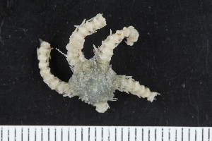  ( - ZMBN_138676)  @11 [ ] Creative Commons BY NC SA (2021) University of Bergen Natural History Collections