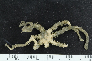  ( - ZMBN_138681)  @11 [ ] Creative Commons BY NC SA (2021) University of Bergen Natural History Collections