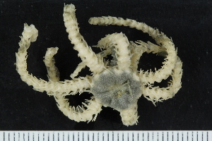  ( - ZMBN_138682)  @11 [ ] Creative Commons BY NC SA (2021) University of Bergen Natural History Collections