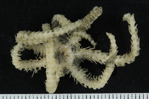  ( - ZMBN_138682)  @11 [ ] Creative Commons BY NC SA (2021) University of Bergen Natural History Collections