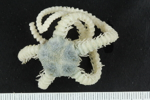  ( - ZMBN_138701)  @11 [ ] Creative Commons BY NC SA (2021) University of Bergen Natural History Collections
