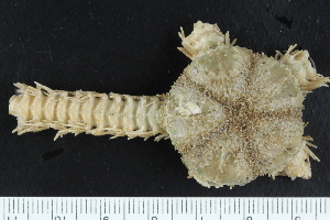  ( - ZMBN_138725)  @11 [ ] Creative Commons BY NC SA (2021) University of Bergen Natural History Collections