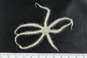  ( - ZMBN_138727)  @11 [ ] Creative Commons BY NC SA (2021) University of Bergen Natural History Collections
