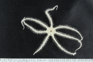  ( - ZMBN_138727)  @11 [ ] Creative Commons BY NC SA (2021) University of Bergen Natural History Collections