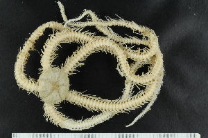  ( - ZMBN_138733)  @11 [ ] Creative Commons BY NC SA (2021) University of Bergen Natural History Collections