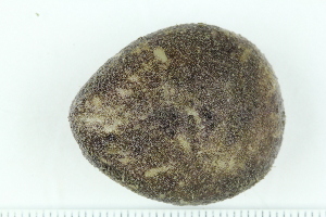  (Urechinus - ZMBN_138773)  @11 [ ] Creative Commons BY NC SA (2021) University of Bergen Natural History Collections