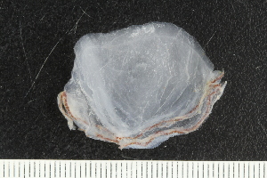  ( - ZMBN_138926)  @11 [ ] Creative Commons BY NC SA (2021) University of Bergen Natural History Collections