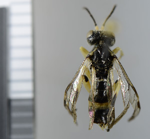  ( - NHMO10069590)  @13 [ ] No Rights Reserved (2013) Unspecified Univeristy of Oslo, Natural History Museum
