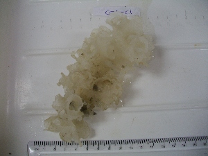  (Sceptrulophora - TS014-C1)  @11 [ ] CC by-nc (2023) Tanja Stratmann Royal Netherlands Institute for Sea Research