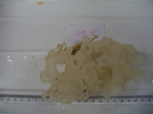 (Farrea occa - TS015-C1)  @11 [ ] CC by-nc (2023) Tanja Stratmann Royal Netherlands Institute for Sea Research