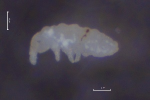  ( - SOS_COLLEMBOLA_010)  @11 [ ] by (2013) Cornelya Klutsch Norwegian Institute of Bioeconomy Research (NIBIO)