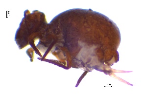  ( - SOS_COLLEMBOLA_020)  @11 [ ] by (2013) Cornelya Klutsch Norwegian Institute of Bioeconomy Research (NIBIO)