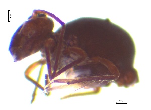  ( - SOS_COLLEMBOLA_022)  @11 [ ] by (2013) Cornelya Klutsch Norwegian Institute of Bioeconomy Research (NIBIO)