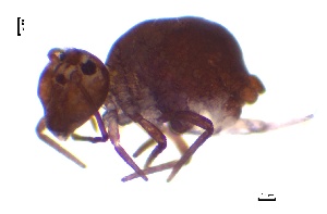  ( - SOS_COLLEMBOLA_024)  @11 [ ] by (2013) Cornelya Klutsch Norwegian Institute of Bioeconomy Research (NIBIO)