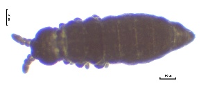  (Hypogastrura lapponica - SOS_COLLEMBOLA_025)  @11 [ ] by (2013) Cornelya Klutsch Norwegian Institute of Bioeconomy Research (NIBIO)