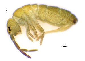  ( - SOS_COLLEMBOLA_040)  @11 [ ] by (2013) Cornelya Klutsch Norwegian Institute of Bioeconomy Research (NIBIO)