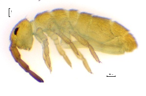  ( - SOS_COLLEMBOLA_041)  @11 [ ] by (2013) Cornelya Klutsch Norwegian Institute of Bioeconomy Research (NIBIO)