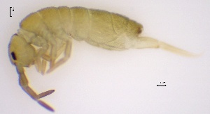  ( - SOS_COLLEMBOLA_042)  @11 [ ] by (2013) Cornelya Klutsch Norwegian Institute of Bioeconomy Research (NIBIO)
