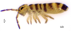 ( - SOS_COLLEMBOLA_045)  @11 [ ] by (2013) Cornelya Klutsch Norwegian Institute of Bioeconomy Research (NIBIO)