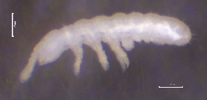 (Onychiurus - SOS_COLLEMBOLA_089)  @11 [ ] by (2013) Cornelya Klutsch Norwegian Institute of Bioeconomy Research (NIBIO)