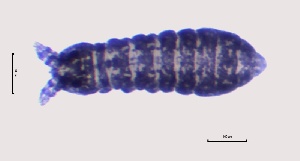  ( - SOS_COLLEMBOLA_106)  @11 [ ] by (2013) Cornelya Klutsch Norwegian Institute of Bioeconomy Research (NIBIO)