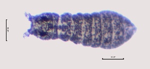  ( - SOS_COLLEMBOLA_108)  @11 [ ] by (2013) Cornelya Klutsch Norwegian Institute of Bioeconomy Research (NIBIO)