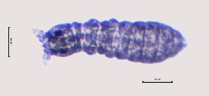  ( - SOS_COLLEMBOLA_109)  @11 [ ] by (2013) Cornelya Klutsch Norwegian Institute of Bioeconomy Research (NIBIO)