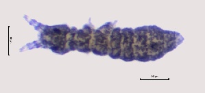  ( - SOS_COLLEMBOLA_110)  @11 [ ] by (2013) Cornelya Klutsch Norwegian Institute of Bioeconomy Research (NIBIO)