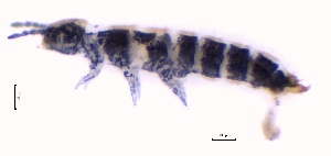  ( - SOS_COLLEMBOLA_118)  @11 [ ] by (2013) Cornelya Klutsch Norwegian Institute of Bioeconomy Research (NIBIO)