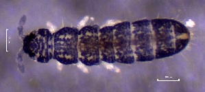  ( - SOS_COLLEMBOLA_124)  @11 [ ] by (2013) Cornelya Klutsch Norwegian Institute of Bioeconomy Research (NIBIO)