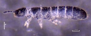  ( - SOS_COLLEMBOLA_125)  @11 [ ] by (2013) Cornelya Klutsch Norwegian Institute of Bioeconomy Research (NIBIO)