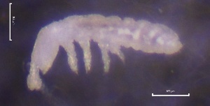  (Oligaphorura absoloni - SOS_COLLEMBOLA_141)  @11 [ ] by (2013) Cornelya Klutsch Norwegian Institute of Bioeconomy Research (NIBIO)